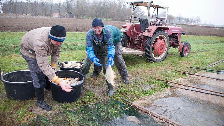 Es sieht komisch aus, ist aber wichtig: Die gefangenen Karpfen, werden direkt nach dem Abfischen wieder in einen Weiher geschmissen. Da geht es um das erste "Wässern" - der Karpfen soll sauber werden. Foto: RK