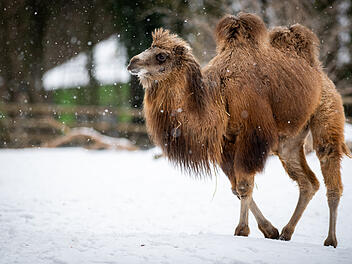 Tiergarten Nürnberg: Temperatursenkungen in Tierhäusern - so begegnet der Zoo der Energiekrise Tiergarten Nürnberg: Temperatursenkungen in Tierhäusern - so begegnet der Zoo der Energiekrise
