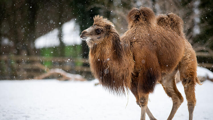 Tiergarten Nürnberg: Temperatursenkungen in Tierhäusern - so begegnet der Zoo der Energiekrise