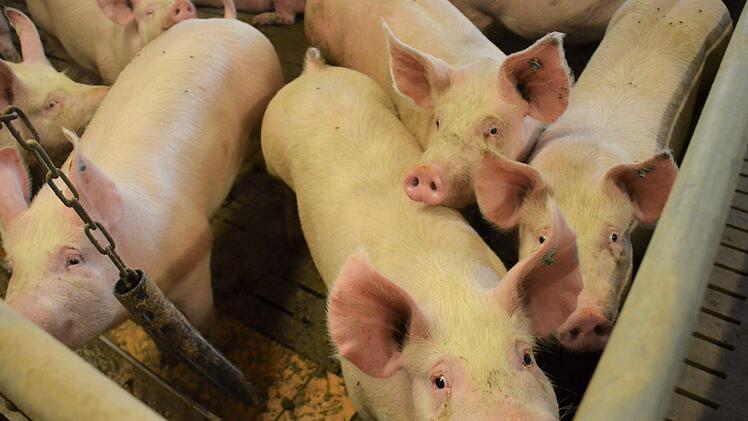 Diese Schweine im Stall der Dillers haben fast ihr Schlachtgewicht erreicht. Foto: Sandra Hackenberg