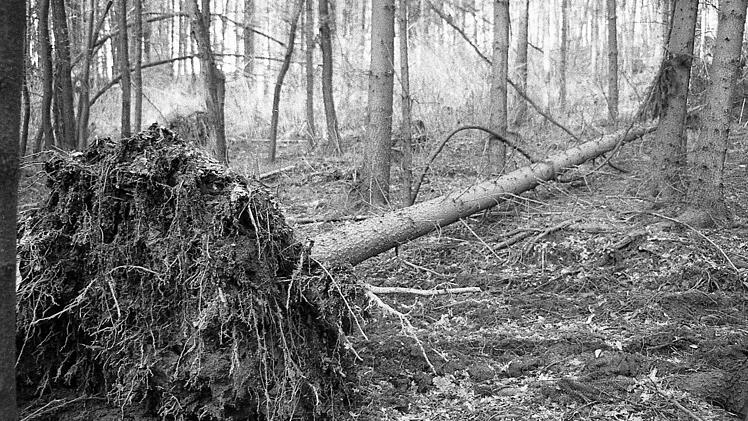 Bäume wurden entwurzelt. Fotos: Archiv Saale-Zeitung