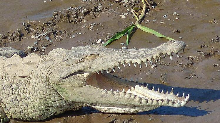 Wer sperrt denn da so sein Maul auf? In Honduras können die Radler - aus sicherem Abstand von einer Brücke - Krokodile beobachten.