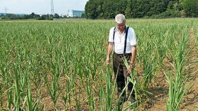 Hermann Greif streift durch die Felder.