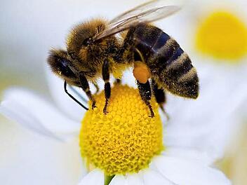 Der Fleiß der Bienen und deren "Bestäubungsleistung" wurde beim Imkerverein Kichlauter gewürdigt.