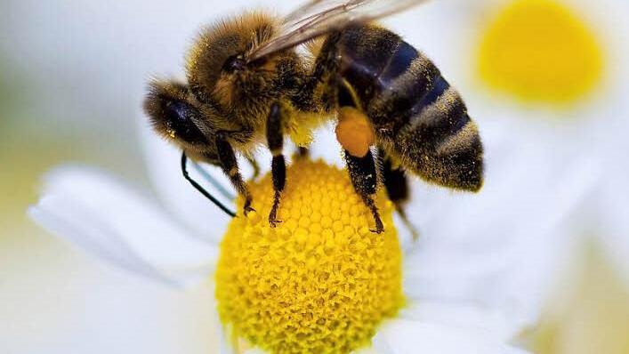 Der Fleiß der Bienen und deren "Bestäubungsleistung" wurde beim Imkerverein Kichlauter gewürdigt.