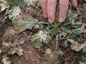 Die weißen, myzelartig verzweigten Stellen auf den Feldern machen dem Kronacher Kreisobmann Sorgen: Denn das ist Schneeschimmel. Wenn das schlechte Wetter weiter anhält, kann sogar ein Umbrechen der Felder erforderlich werden.Fotos Sonja Adam
