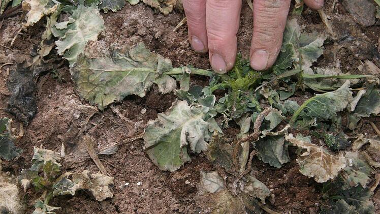 Die weißen, myzelartig verzweigten Stellen auf den Feldern machen dem Kronacher Kreisobmann Sorgen: Denn das ist Schneeschimmel. Wenn das schlechte Wetter weiter anhält, kann sogar ein Umbrechen der Felder erforderlich werden.Fotos Sonja Adam