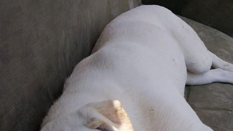 Tierheim Pfaffengrün: Labrador-Mix Sharon aus der Türkei sucht neues Zuhause