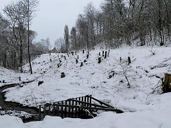 Zwischen Feuln und Hegnabrunn hat das Forstrevier Kulmbach im Auftrag der Gemeinde Trebgast zahlreiche Bäume gefällt. Die Maßnahme diente der Verkehrssicherung.