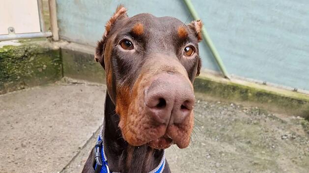 Tierheim W&uuml;rzburg entsetzt: Hund Loki wurde "regelrecht verst&uuml;mmelt"
