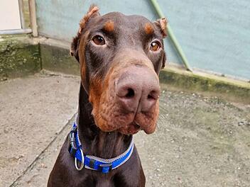 Tierheim Würzburg entsetzt: Hund Loki wurde "regelrecht verstümmelt"