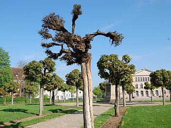 Als "dürr, aber stabil" beschreibt Grünflächenamtsleiter Bernhard Ledermann den (ersten) Baum, der im Rondell auf dem Schlossplatz bereits kaputt gegangen ist. Fotos: Oliver Schmidt