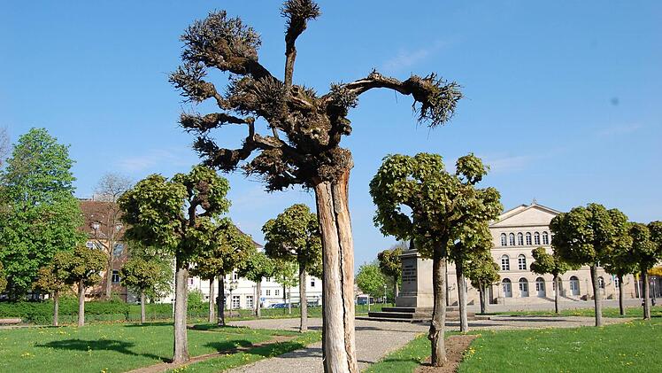 Als "dürr, aber stabil" beschreibt Grünflächenamtsleiter Bernhard Ledermann den (ersten) Baum, der im Rondell auf dem Schlossplatz bereits kaputt gegangen ist. Fotos: Oliver Schmidt