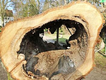 Am Parkeingang wartet der Baumstamm auf seinen Abtransport. Im Sommer 2013 war der Baum umgestürzt.