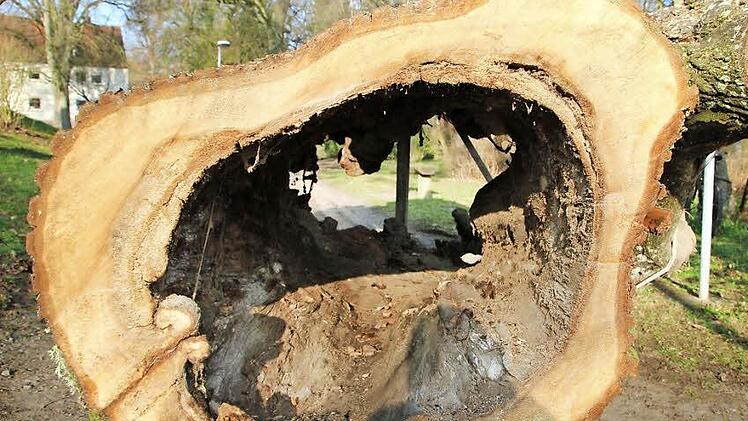 Am Parkeingang wartet der Baumstamm auf seinen Abtransport. Im Sommer 2013 war der Baum umgestürzt.