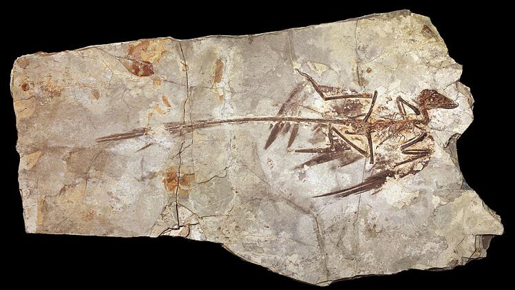 Fossil eines Microraptors