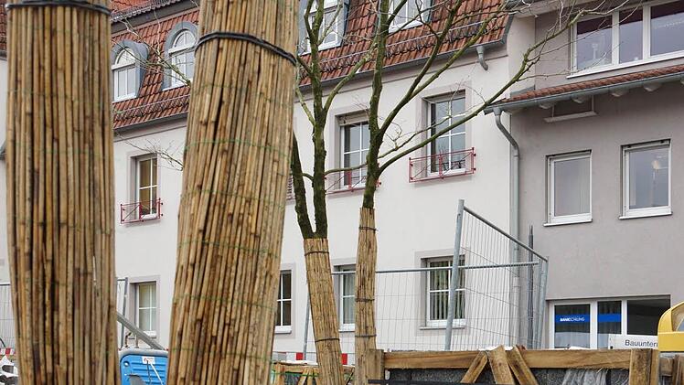 Die neuen Platanen.Foto: Arkadius Guzy