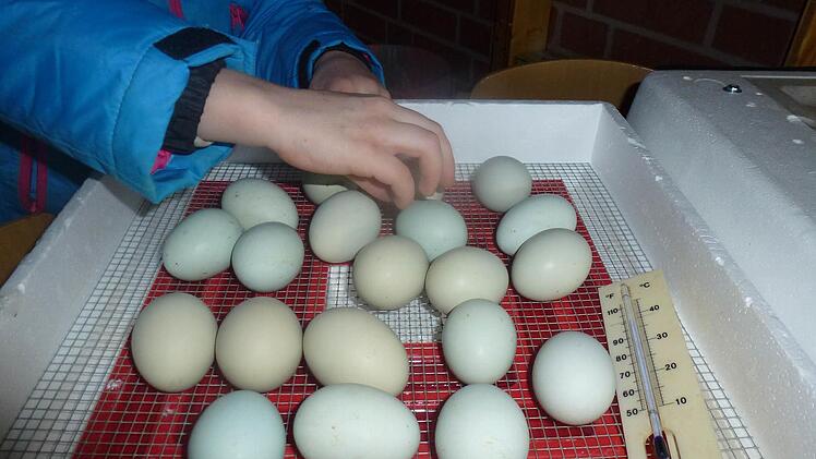 Die Eier werden regelmäßig gedreht. Foto: privat