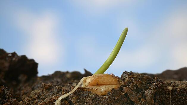 Im Fr&uuml;hling beginnt f&uuml;r viele Pflanzen die Aussaat. Warum das so ist und wie man am besten s&auml;t, damit die Pflanzen gut wachsen, zeigt unser Video.