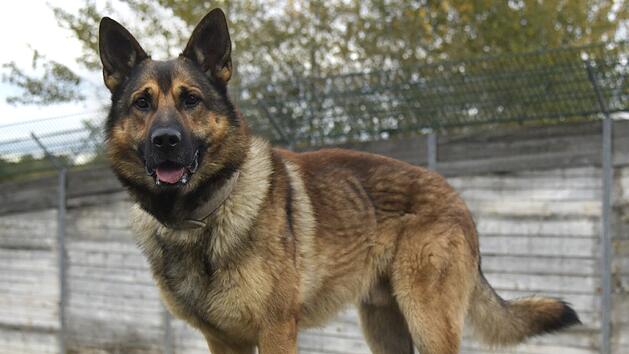 Tierheim Bamberg: Hund Boris verliert seinen Besitzer und sein Zuhause