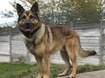 Tierheim Bamberg: Hund Boris verliert seinen Besitzer und sein Zuhause