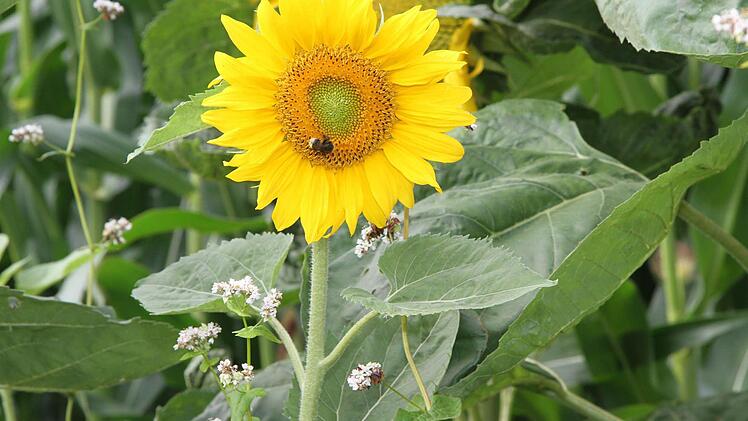 Die bunten Blumen ziehen Insekten an - der Mais allerdings wird ganz normal mit Pflanzenschutzmitteln behandelt. Foto: Sonny Adam