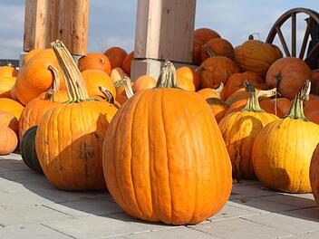 Etwa 50 K&uuml;rbisse sind dreist von einem K&uuml;rbisfeld im Landkreis Bamberg geklaut werden. Symbolfoto: Ronald Heck