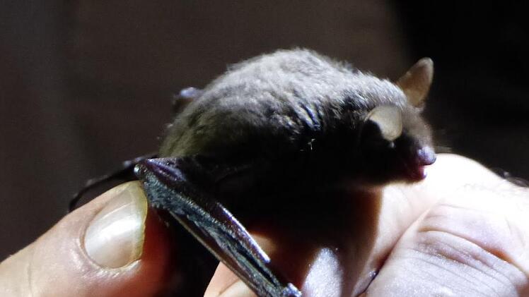Die Fledermaus macht es sich in der Menschenhand bequem.