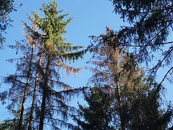Trockenheit und Borkenkäfer setzen dem Wald zu.  Foto: Marion Eckert