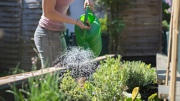 Hochbeet, Kr&auml;uter, Pflanzen, Garten