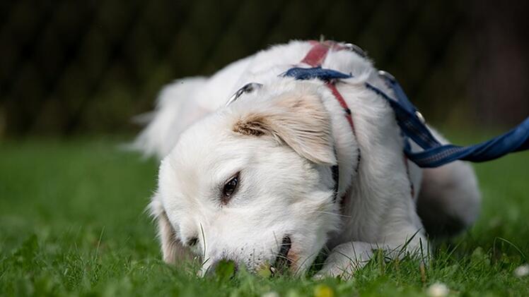 Tierheim Nürnberg: Hund Apollo war "bisher immer in falschen Händen"