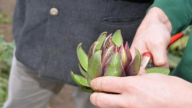 Frucht Foto: Ronald Rinklef