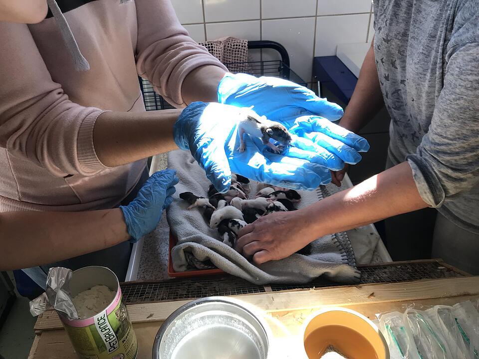 Illegaler Tiertransport mit mehr als 7000 Tieren gestoppt
