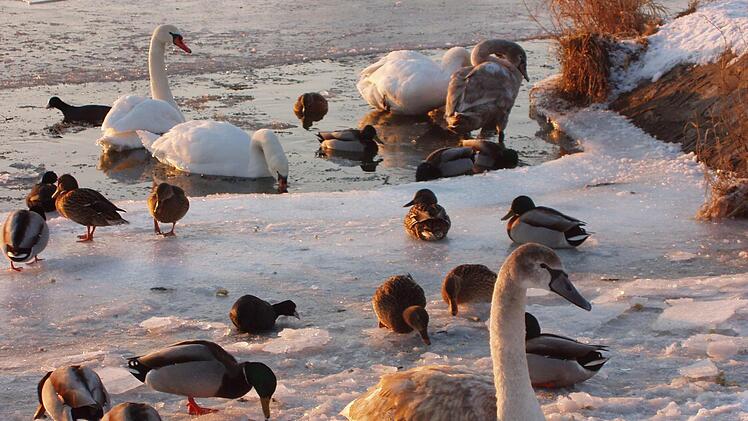 Groß und Klein tummelt sich am MainFoto: Ingrid Dusolt