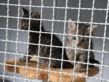 Diese Katzenbabys sind etwa vier Wochen alt. Noch leben sie in der Quarantänestation des Tierheims. Foto: Simone Bastian