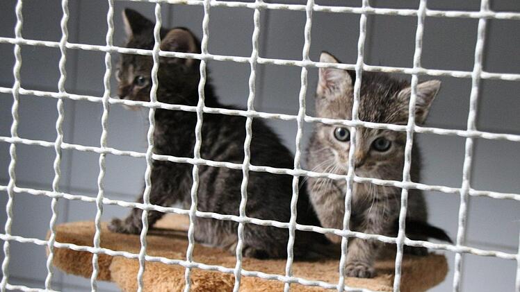Diese Katzenbabys sind etwa vier Wochen alt. Noch leben sie in der Quarantänestation des Tierheims. Foto: Simone Bastian