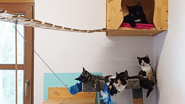 Schwarzenbach: Tierheim Pfaffengr&uuml;n sendet dringenden Hilferuf: "sind echt am Limit"