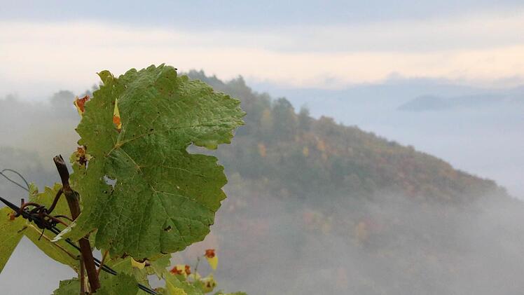 Eindrücke von der Weinlese. Foto: Ralf Ruppert