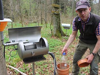 Neben der Buche wird das Wasser aus dem Stammablauf in einem Behälter aufgefangen, gemessen und wieder dem Baum zurückgeführt. Michael Schneider führt die Beprobung durch. Foto: Julia Raab