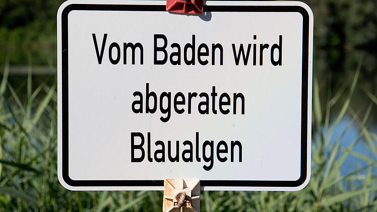 Blaualgen