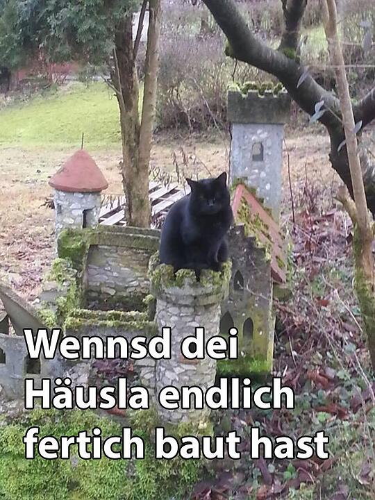 29 fränkische Katzen, die dich verstehen