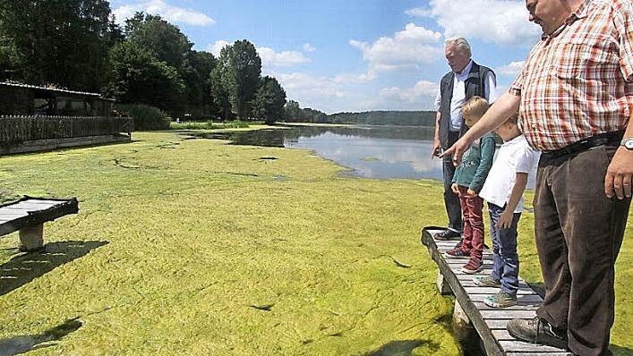 Norbert Ratzka zeigt den beiden Jungs Leo und Emil sowie Helmut Haselmann, wo die Boote normalerweise liegen. Nun sind dort Algen, die den Bootsbetrieb verhindern.  Foto: Michael Busch