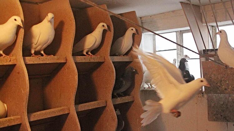 "Flugshow" im Taubenschlag Schelhorn  Foto: Helmut Will