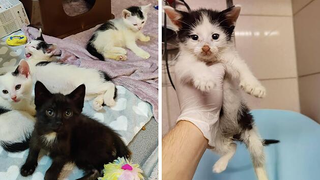 Tierheim N&uuml;rnberg: 15 Katzen aus Wohnung befreit - "nimmt einfach kein Ende"