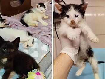 Tierheim Nürnberg: 15 Katzen aus Wohnung befreit - "nimmt einfach kein Ende"