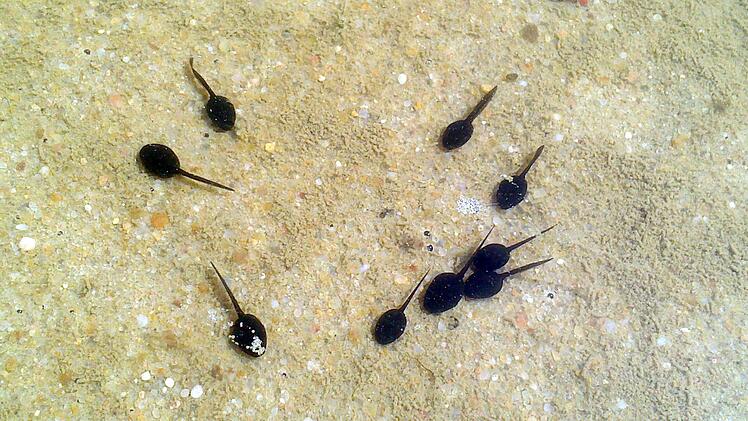 Bamberg: Besonderer Fund am Sonderlandeplatz Breitenau - Naturschutzfachkartierung begonnen