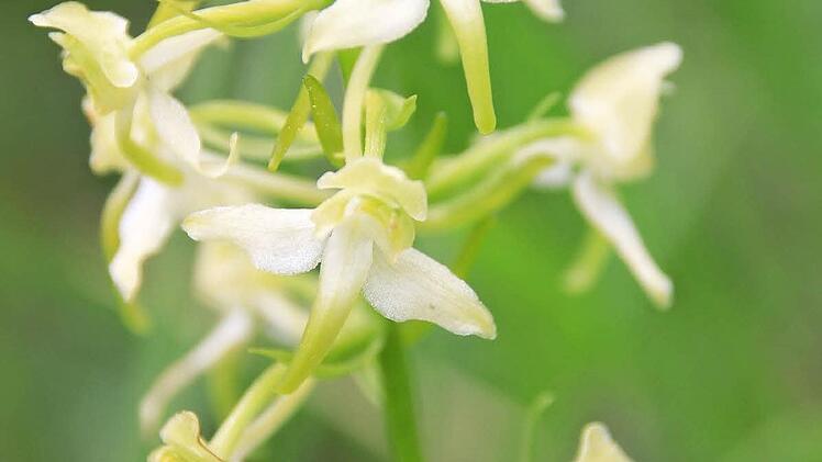 Die Grüne Waldhyazinthe mit ihrer langen Blütenzunge. Foto: H. Beudert