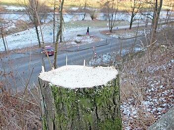 Zu hoch gewachsene Bäume mit großen, ausladenden Kronen wurden am Steilhang der Au gefällt. Der städtischen Forstverwaltung war das Risiko zu groß, diese Bäume könnten durch einen Sturm entwurzelt werden und auf die Straße fallen. Fotos: Heike Beudert