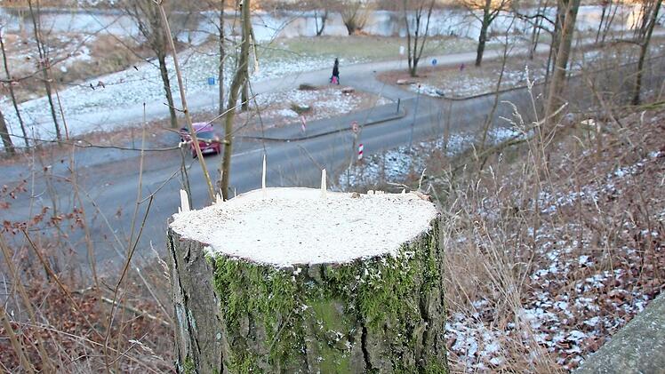 Zu hoch gewachsene Bäume mit großen, ausladenden Kronen wurden am Steilhang der Au gefällt. Der städtischen Forstverwaltung war das Risiko zu groß, diese Bäume könnten durch einen Sturm entwurzelt werden und auf die Straße fallen. Fotos: Heike Beudert