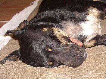 Phantom-Hund "Emma" Foto: privat